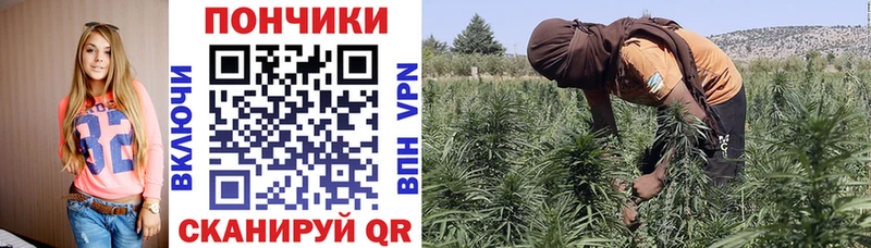 Каннабис план  ОМГ ОМГ ССЫЛКА  Колпашево  как найти  